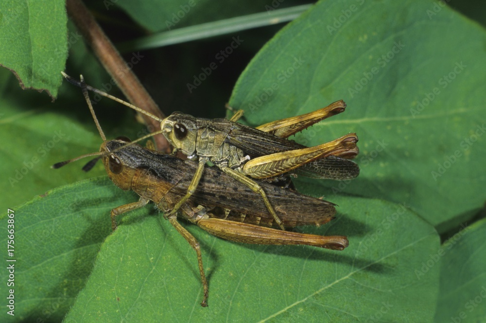 Rufous grasshopper [Gomphocerippus rufus]