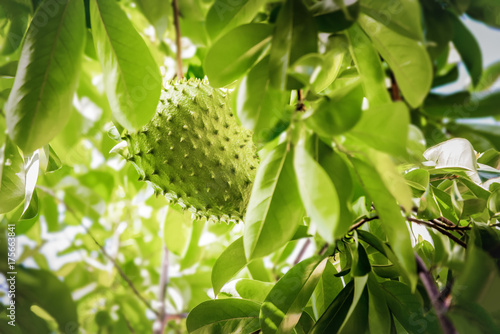 Tableau sur toile Soursop fruit on the tree whole growing Caribbean Trinidad and Tobago anti-cance