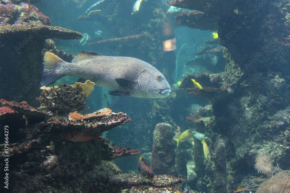 Fototapeta premium nausicaa