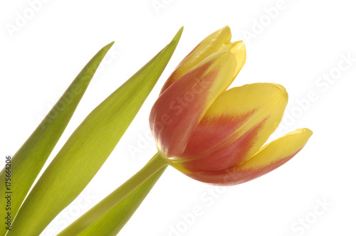 Tulips  tulipa 