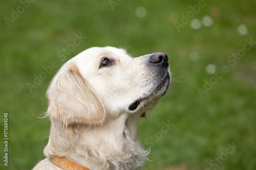 Golden Retriever, portrait