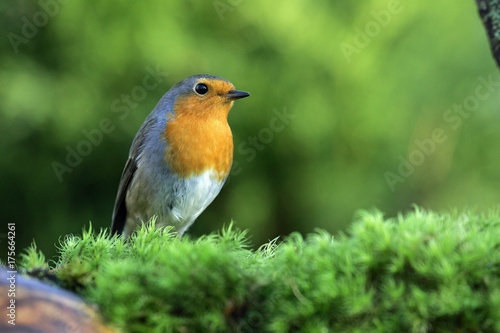 Fototapeta Robin - european robin - robin redbreast (Erithacus rubecula)