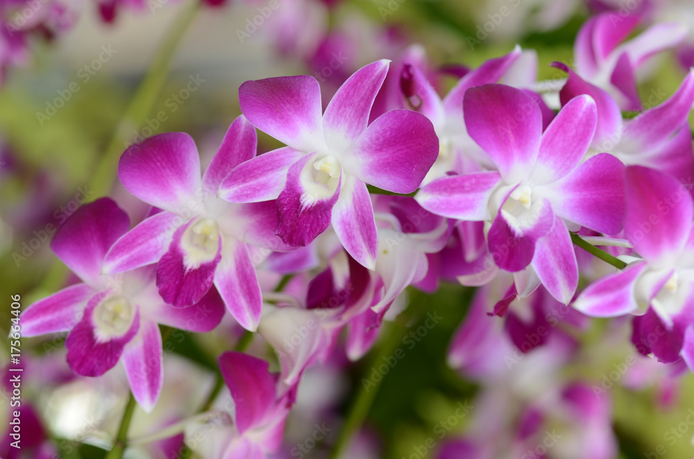 Orchid. Orchid.