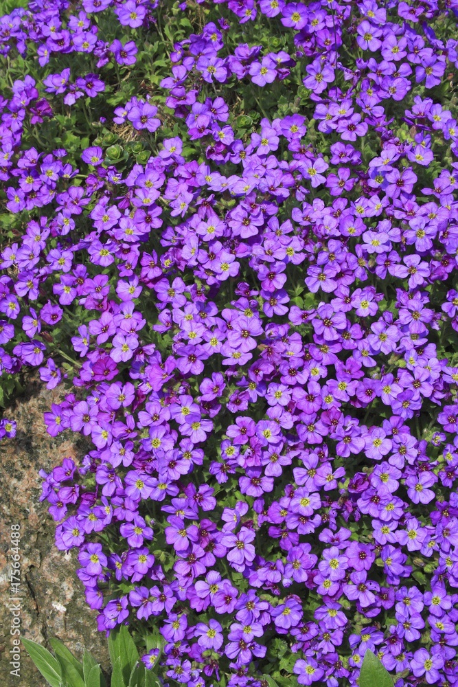 Large-flowered Aubrieta, Rock Cress or Rockcress (Aubrieta x cultorum), flowering, in bloom