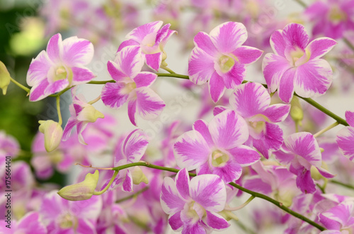Orchid. © pongpol