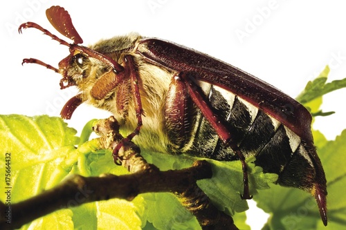 May Bug (Melolontha melolontha) photo