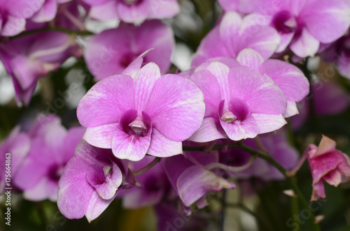 Orchid.