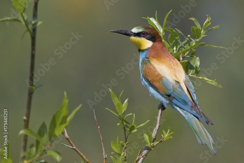 European Bee-Eater (Merops apiaster), Osli, Gyor-Moson-Sopron, Hungary, Europe