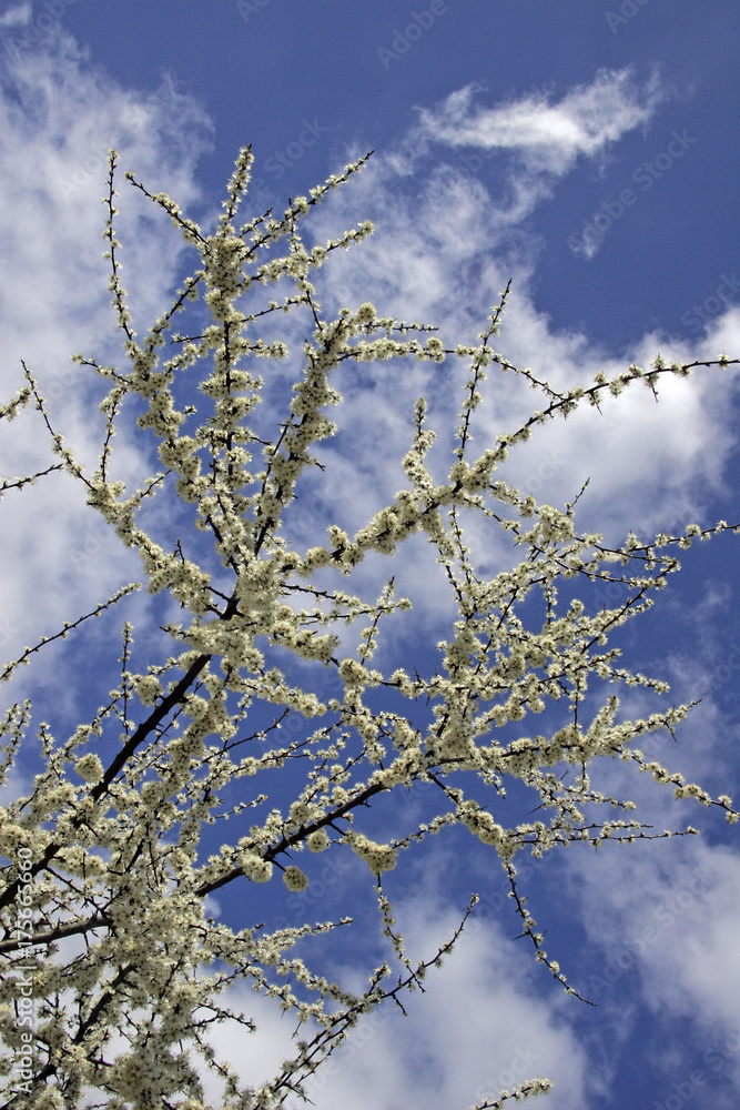 Flowering blackthorn - sloe (Prunus spinosa) Flowering blackthorn - sloe (Prunus spinosa)
