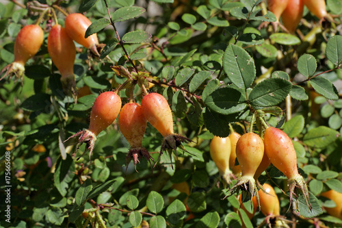 French rose with rose hips - fruits - (Rosa gallica cultivar Cardinal de Richelieu)