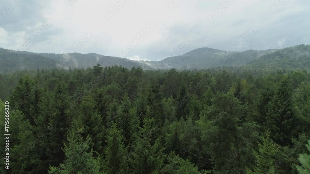 AERIAL: Flying above foggy pine forest treetops. Thick misty clouds rising from lush spruce forest on cold morning day. Creepy fog and mist wrapping green pine forest in early autumn morning. AERIAL: Flying above foggy pine forest treetops. Thick misty clouds rising from lush spruce forest on cold morning day. Creepy fog and mist wrapping green pine forest in early autumn morning.
