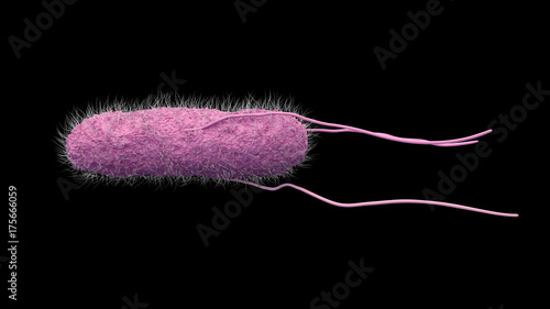Tableau sur toile salmonella bacteria isolated on black background. 3d illustration
