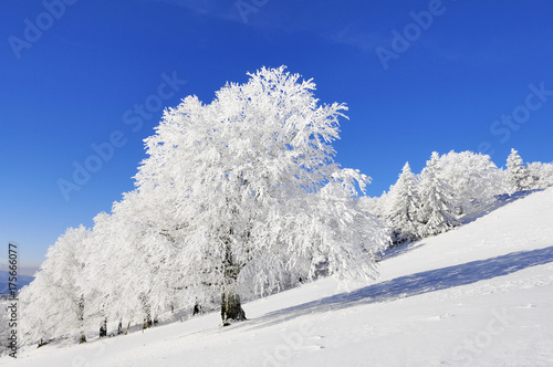 European Beech, Fagus sylvatica on the Schauinsland, South Black Forest, Baden-Wuerttemberg, Germany, Europe