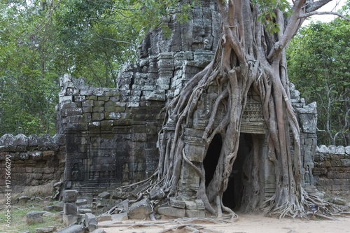 Root system on the entrance tower to the Ta Som Temple, Siem Reap, Cambodia, Southeast Asia, Asia