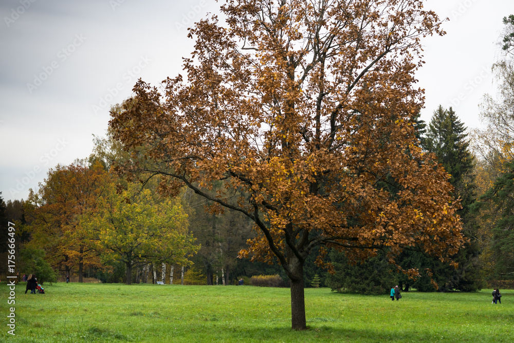 The beautiful tree with bright autumn leaves in the park