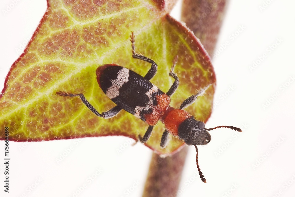 Fotografie Ant Beetle (Thanasimus formicarius)