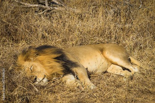 African male lion sleeping in grass photo