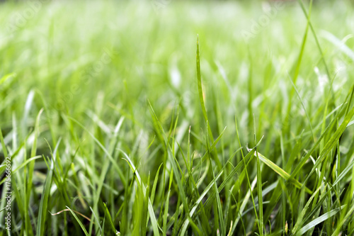 Green summer grass lawn can be background