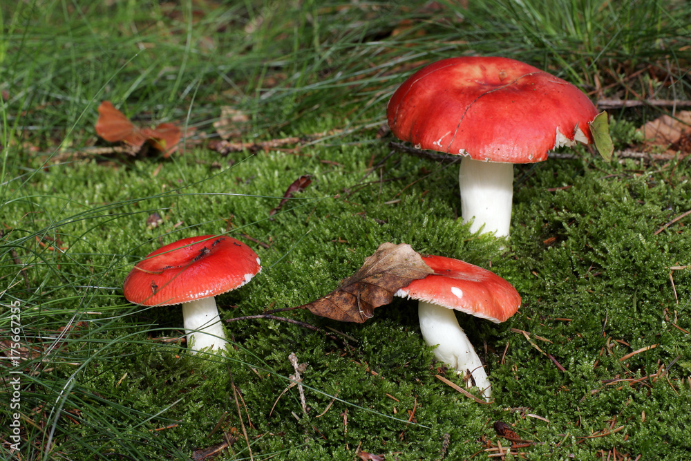 Red mushrooms (Russula emetica) Red mushrooms (Russula emetica)