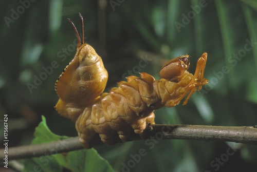 Lobster Moth (Stauropus fagi) photo