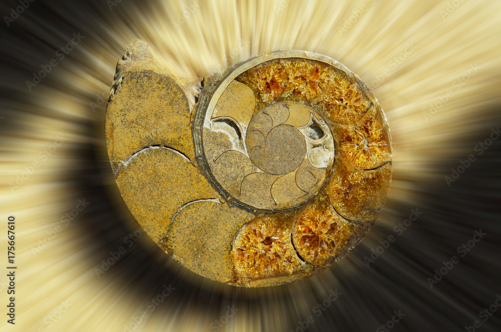 Ammonite from Madagascar, cut open