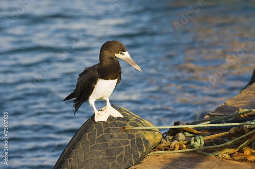 Brown Booby or White-bellied Booby (Sula leucogaste), Fernando de Noronha, Brazil, South America photo