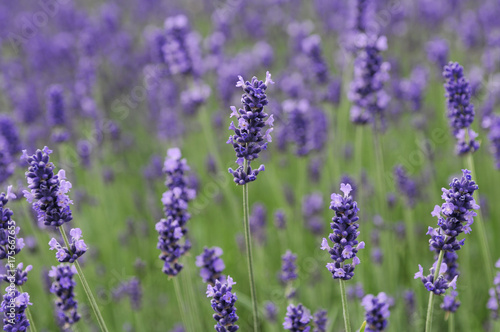 Lavender (lavandula angustifolia) © imageBROKER