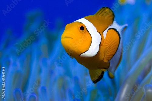 Fotótapéta False anemonefish or Clownfish Amphiprion ocellaris.