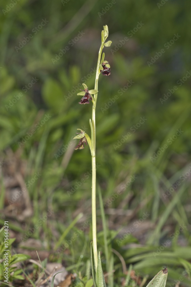 Fly Orchid (Ophrys insectifera), Bargau, Baden-Wuerttemberg, Germany, Europe Fly Orchid (Ophrys insectifera), Bargau, Baden-Wuerttemberg, Germany, Europe