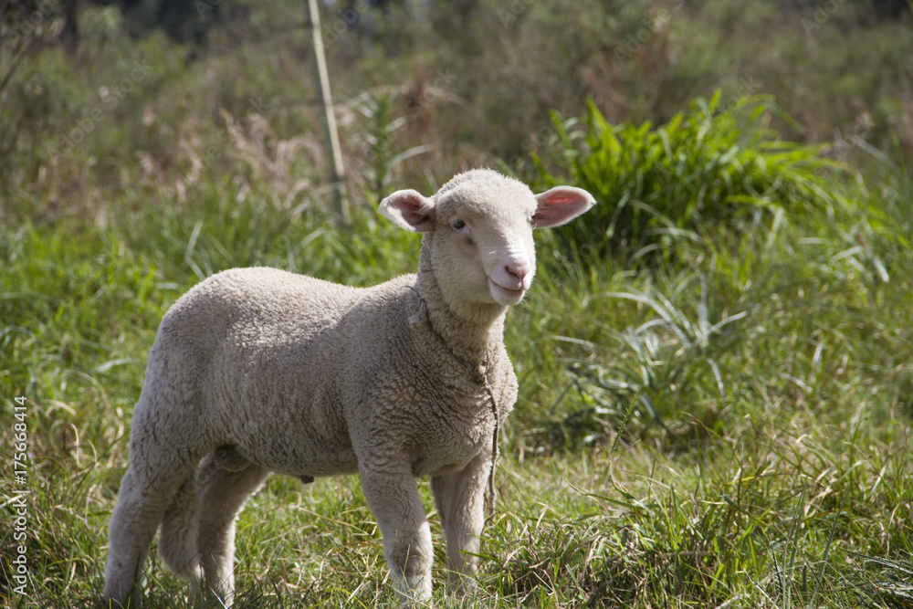 sheep farm in pampas argentina, province of santa fe
