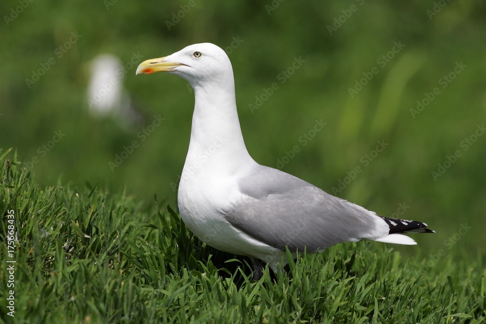 Herring gull (Larus argentatus)