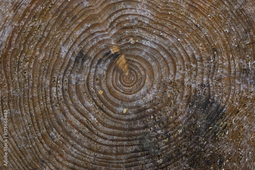 Fototapeta premium holz hintergrund