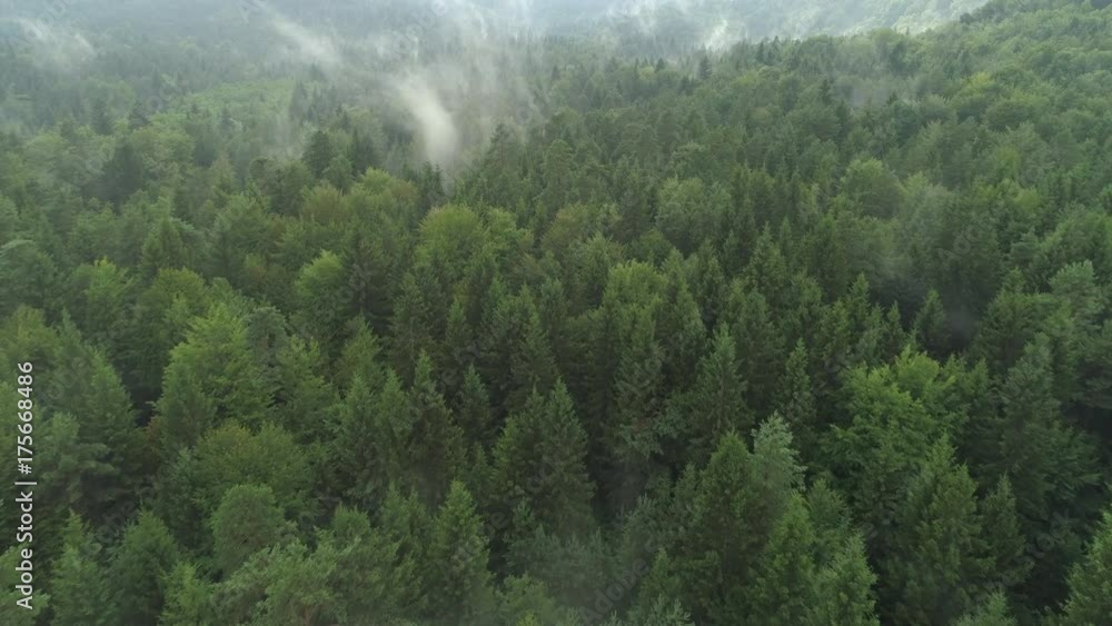 AERIAL: Flying above foggy pine forest treetops. Thick misty clouds rising from lush spruce forest on cold morning day. Creepy fog and mist wrapping green pine forest in early autumn morning. AERIAL: Flying above foggy pine forest treetops. Thick misty clouds rising from lush spruce forest on cold morning day. Creepy fog and mist wrapping green pine forest in early autumn morning.