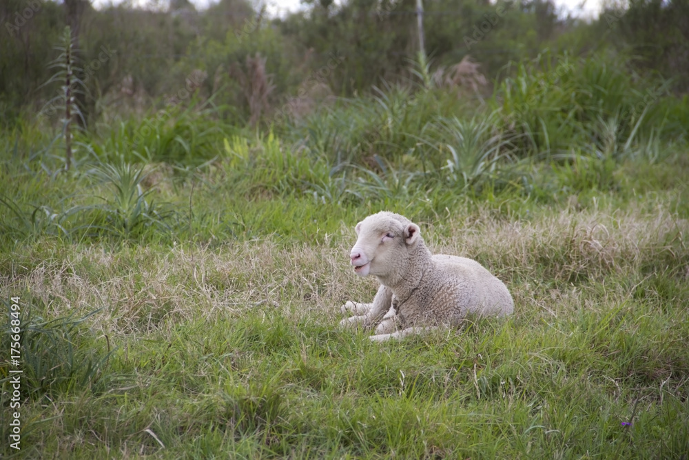 sheep farm in pampas argentina, province of santa fe sheep farm in pampas argentina, province of santa fe
