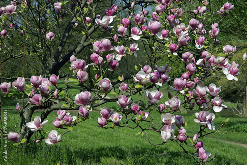 Lennes magnolia (Magnolia x soulangiana Rustica Rubra)