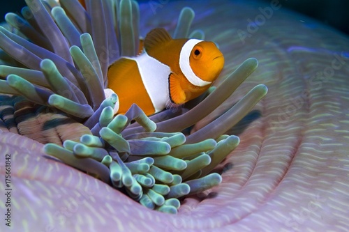 False anemonefish or Clownfish Amphiprion ocellaris. photo