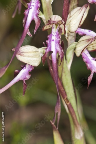 Balkan Lizard Orchid (Himantoglossum caprinum), single flower, Lake Kerkini area, Greece, Europe photo