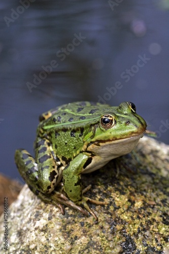 European edible frog sitting on a stone at a garden pond (Rana esculenta)