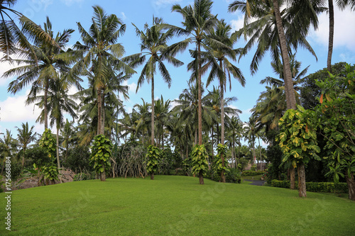 Bali: Kokospalmen im Garten eines Resorts