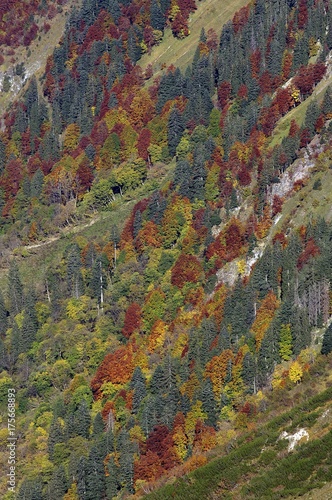 Autumn forest, Hornbachtal (Hornbach Valley), Tirol, Austria, Europe