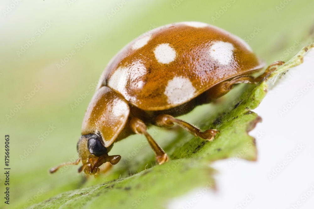 Cream-spotted Ladybird Beetle or Fourteen-spotted Ladybird Beetle (Calvia quatuordecimguttata) Cream-spotted Ladybird Beetle or Fourteen-spotted Ladybird Beetle (Calvia quatuordecimguttata)