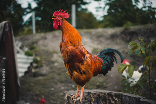 The red rooster sings on the stump. concept: it's time to weake up wake up.