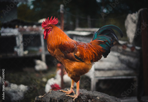 The red rooster sings on the stump. concept: it's time to weake up wake up. photo