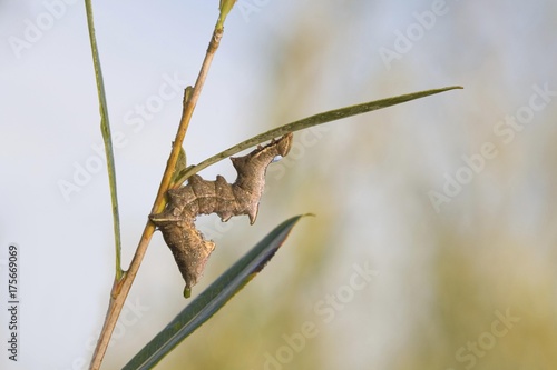 Caterpillar Eligmodonta ziczac (Notodonta ziczac) photo