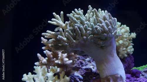 Acropora Coral Reef in an Aquarium photo