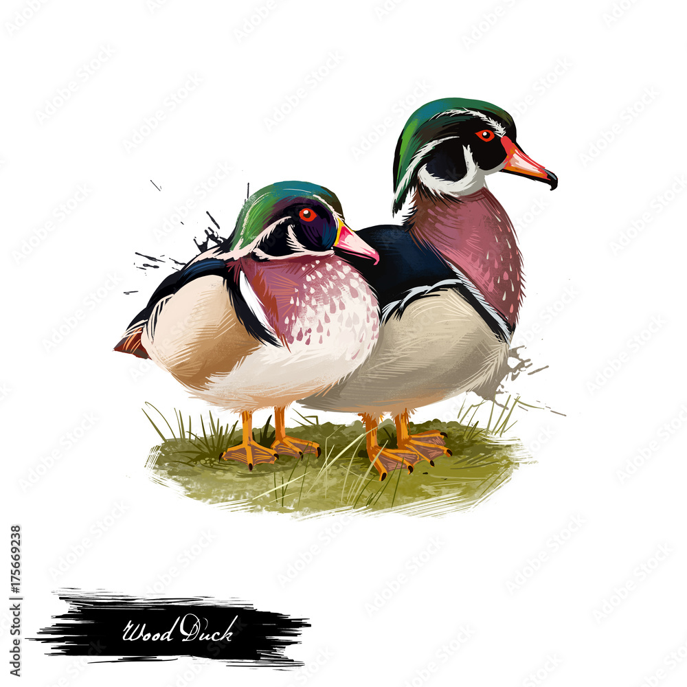 Photography Poster Wood Duck digital art illustration isolated on