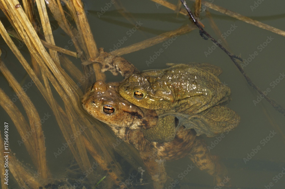 European toad (Bufo bufo), couple spawning