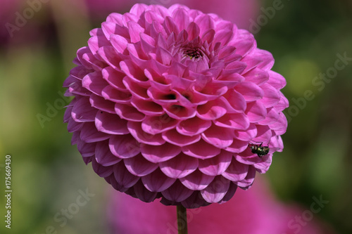 Fototapeta Naklejka Na Ścianę i Meble -  Dahlie (Dahlia)