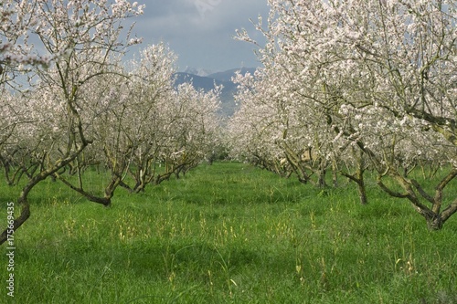 Blossoming almond trees (Prunus dulcis, Prunus amygdalus) near Binissalem, Majorca, Balearic Islands, Spain, Europe photo