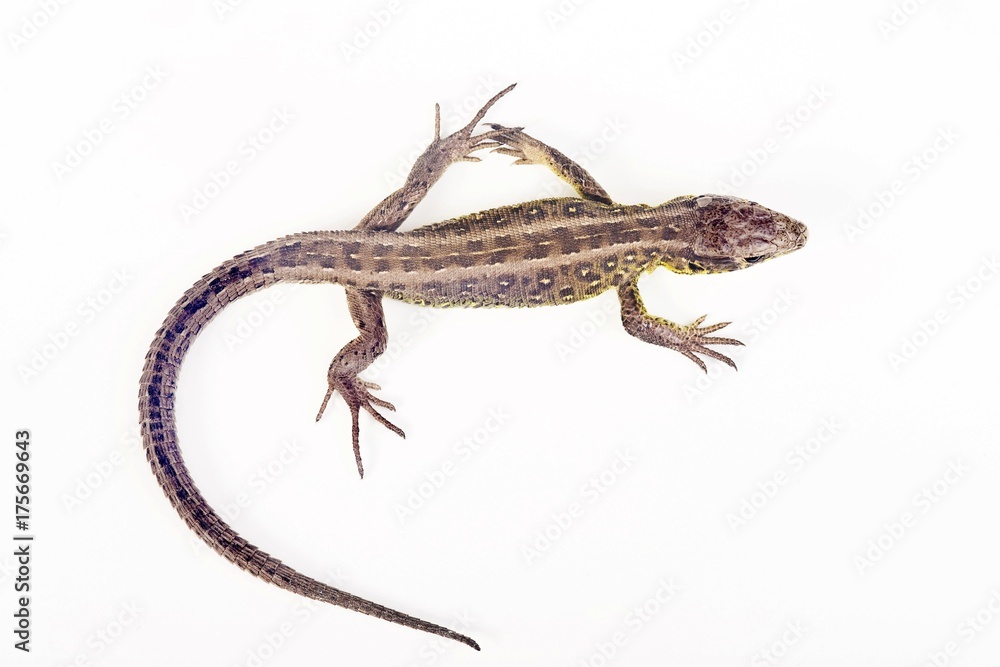 Female Sand Lizard (Lacerta agilis) Female Sand Lizard (Lacerta agilis)